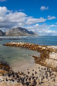 Penguins on the cape (Betty's Bay, South Africa)