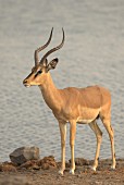 An antelope at a watering hole, Africa