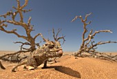 A Namaqua chameleon in the desert sand, Africa