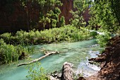 The turquoise Havasu Creek (Grand Canyon, Arizona, USA)