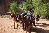Pferde mit Gepäck für die Touristen (Grand Canyon, Arizona, USA)