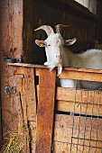 A goat in a stall at Vulkanhof, Eifel, Germany