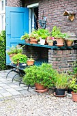 Foliage plants and geraniums in terracotta pots on shelf outside brick house with open blue exterior door