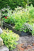 Flowering perennials and herbs in raised bed