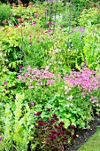 Flowering astrantia and other perennials in summery garden