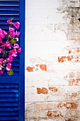 Pinkfarbene Bougainvilleablüten vor königsblauer Jalousie