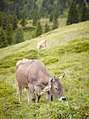 A cow in an alpine meadow, Bernese Oberland, Switzerland