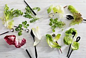 Blätter verschiedener Salatsorten, mit einigen Salatbestecken