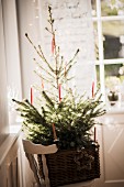 Christmas tree decorated simply with red candles in large basket on chair