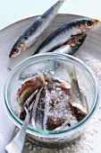 Anchovies in salt