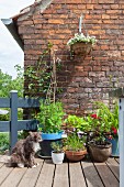 Cat sitting in front of potted plants on summery terrace