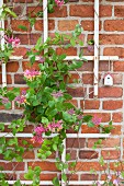 Honeysuckle growing over trellising on brick wall