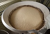 Wheat being fermented in a brewery