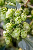 Hops cultivation