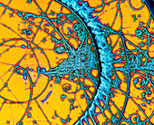 Particle tracks in bubble chamber
