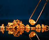 Gold nugget held in tweezers