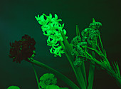 Flowers under green light