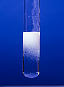Calcium hydroxide precipitate