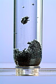 Iron reacting with hydrochloric acid