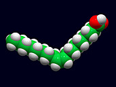 Oleic acid,computer model