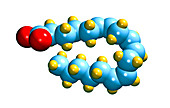 Gamma-linolenic acid,computer model