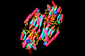 Molecule of phospho- fructokinase enzyme