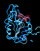 ATP bind site of phospho- glycerate kinase