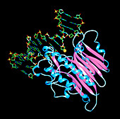 DNA repaired by HAP1 enzyme