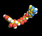 Computer artwork of an NAD molecule