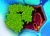 Viral enzyme neur- aminidase on flu virus