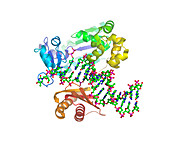 DNA polymerase molecule