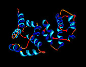 Pro-caspase 9 molecule