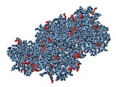 Trypsin molecule,computer artwork