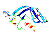 Synthetic ribonuclease molecule