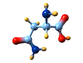 Asparagine,molecular model