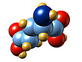 Glutamic acid,molecular model