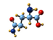 Glutamine,molecular model