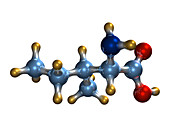 Isoleucine,molecular model