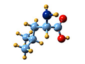Leucine,molecular model