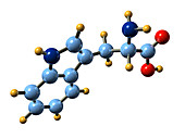 Tryptophan,molecular model