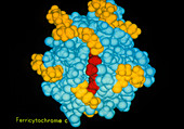 Molecular structure of Ferricytochrome C