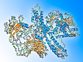 Botulinum toxin