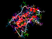 Interleukin-6 molecule