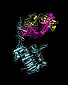 Herceptin breast cancer drug