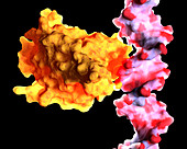 Tumour suppressor protein