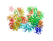 Bluetongue virus protein structure