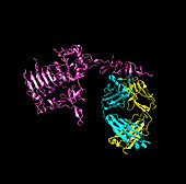 Herceptin breast cancer drug molecule