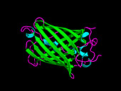 Green fluorescent protein,computer model