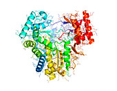 RNA polymerase from Norwalk virus