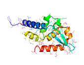 RNA polymerase from rabies virus